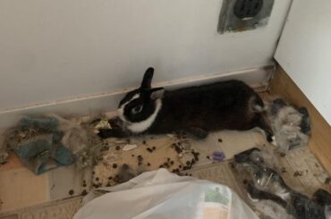 Here’s two glorious pics of Wendy: on the first pic she got into a trash bag when I wasn’t looking and chilled in her trash, second pic speaks for itself