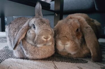 Synchronized loafing
