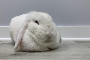 A Bun Loaf 🍞 At Mom’s Office