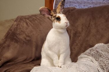 Beauregard is a curious bunny.