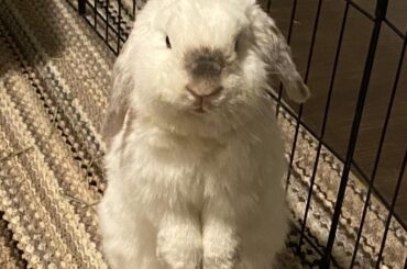 He woke me up by dragging around his ceramic bowl to feed him pellets at 6am