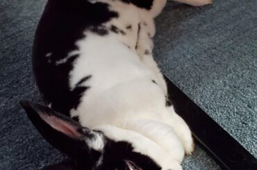 Carrot loves flopping right onto the coffee table leg for a reason top secret only to him