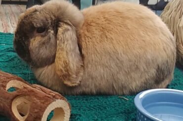 My perpetually displeased loaf