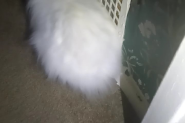 A good flop is always great after chewing up the baseboards at 4am.