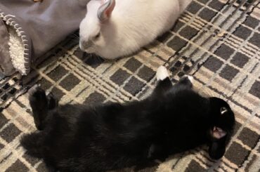 Was told to put this here... sorry about the other one