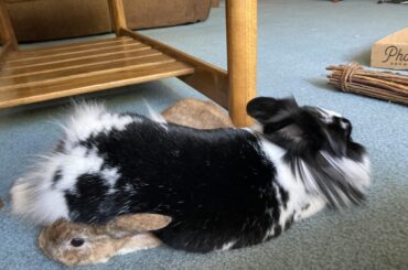 My husband says our boy loves it but I’m not so sure 😆