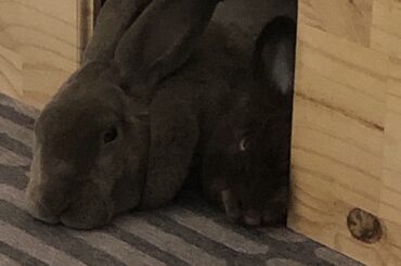 Jasper got a little smushed
