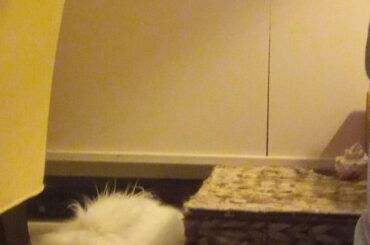 It was a cool evening, and Marie had a nice snooze near the fire.