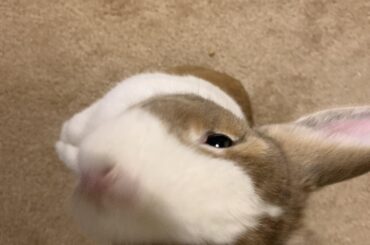 Hello. My name is Innigo Buntoya. You stole my banana. Prepare to be mlemd.