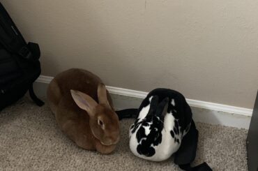 2 Loafs to Celebrate my Cake Day