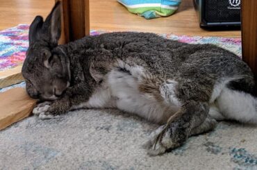 Charlie and his wood pillow part 2
