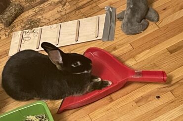 A wild dust bunny has appeared