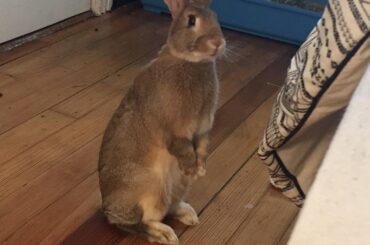 Can you get off your bed and play with me please?