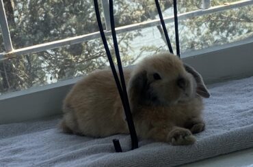 Exquisite potato loaf ❤️