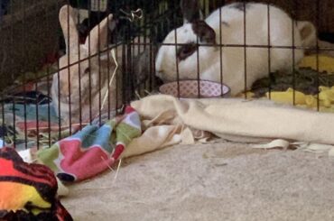 Loaves are almost ready!