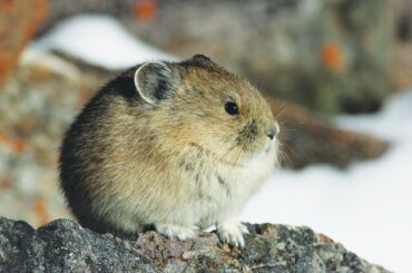 This quite rotund fellow, an American Pika, is found in the mountains of western North America, usually in boulder fields at or above the tree line. They are herbivorous, smaller relatives of rabbits and hares.
