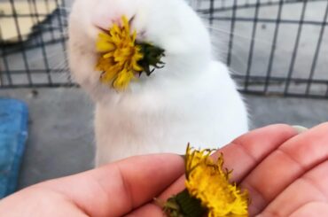 Reach for the dandelions when you can’t yet reach the stars