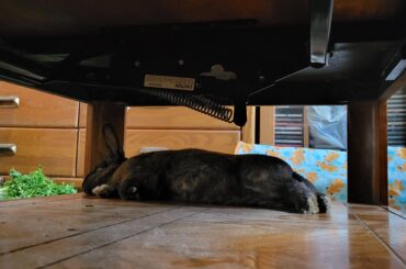 bun is melting under the table
