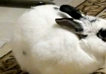 The classic Flop Feint into Loaf maneuver