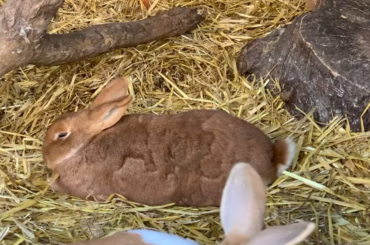 Content Loaf (with Incoming Snuggles!)