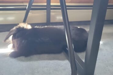 More of my silly Bun laying on metal bars