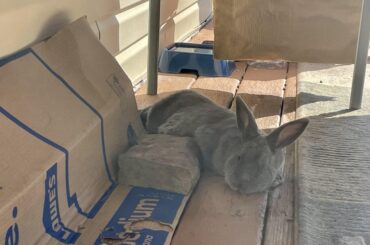 my poor bun gets so exhausted by the heat so decides to flop with a jagged rock digging in her ribs... 😢 🤷🏻‍♂️