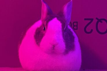 i was told to forward this package here 📦 🍞 🐰, can anyone sign for it?