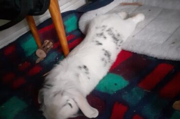 baguette with drumsticks