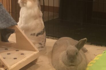 Bumbles is always on the lookout while Maxie sleeps.