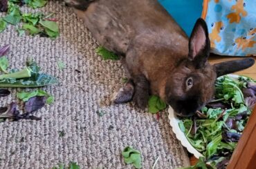 Who needs a pillow, when you have fluffy greens to sleep on? Bonus you do t have to go far for a nibble when you wake up.