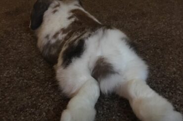 Start this Saturday off right with this bunny butt!