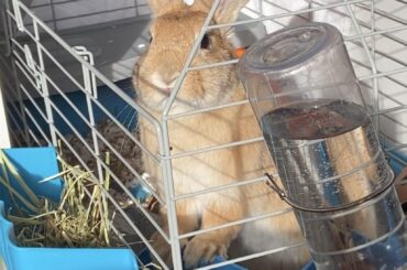 So Joey figured out she can move her litter box by herself