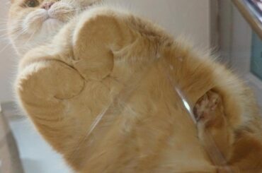 Is there one of these but for rabbits?