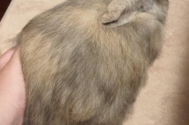 i can confirm the lagoloaf is very soft and fluffy