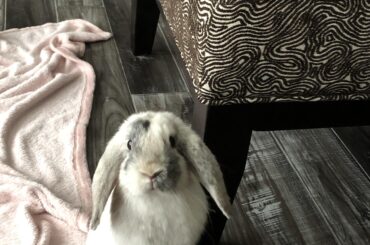 Oh, hello, do you know where I would find treats around here?