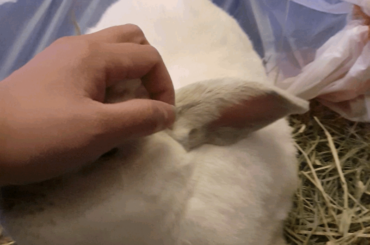 Petting makes him loaf