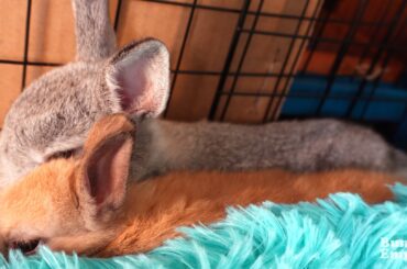 Baby Bun Sleepy Cuddles