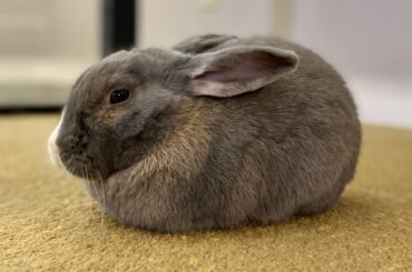 Lady, the quintessential loaf
