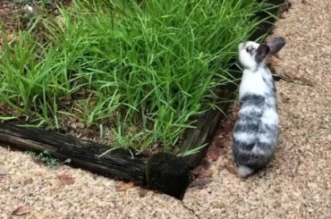 The art of picking out the perfect piece of grass to munch on 🤩