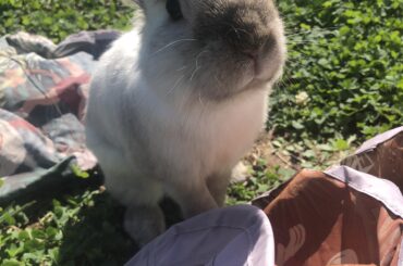Cane bun is quite alive! Very happy and healthy, the last post was an autocorrect mess up!