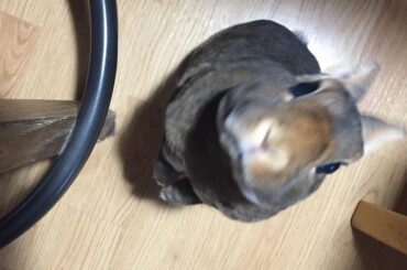 Cuteness!! ♥️ Little beggar!!