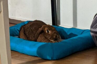 Perfect pumpernickel loaf