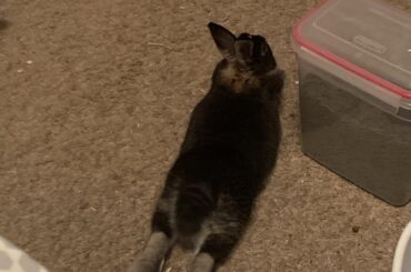 i put a fluffy pillow out for him and he still chooses the floor
