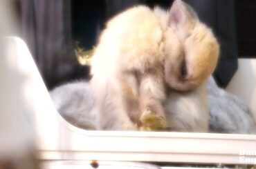 OC Baby Bun Grooming