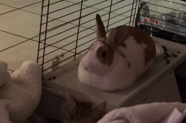 The loaf is best position to watch over your loved ones as they nap.