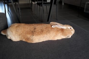 It's not a loaf, it's a baguette!