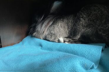washed his favourite blanket— silent treatment.