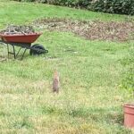 Backyard bun surveying our land