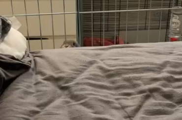 Ted isn’t very well so he’s currently staying in our room, but that doesn’t stop him from being nosey and sticking his head up like a periscope to see what’s going on