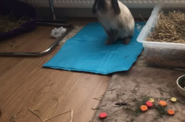 Just a snap of balls standing up on his new cool mat because he’s too cool for school